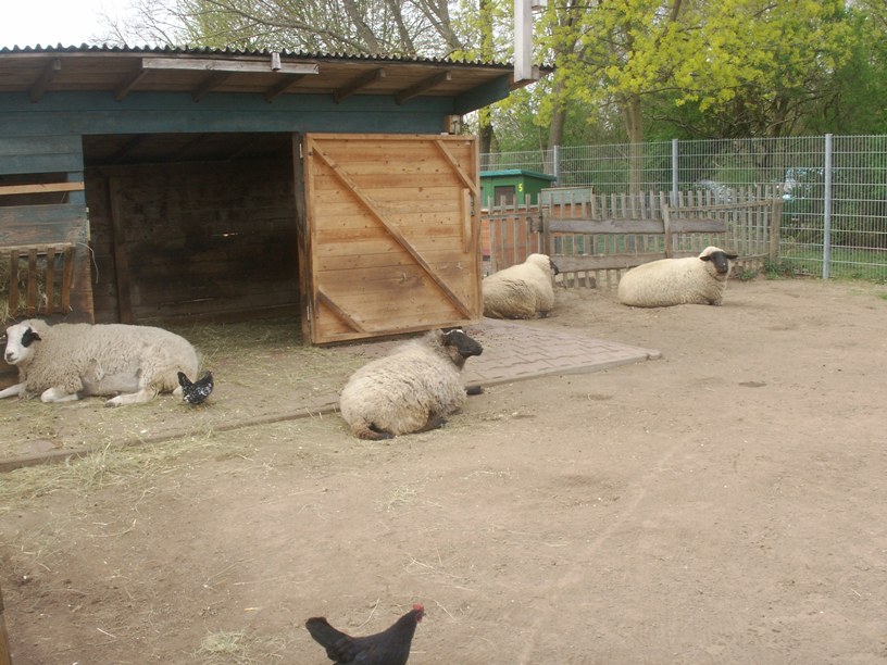 Darmstadt, Arheilgen, Arheilgen-Süd, Kinder- und Jugendfarm Darmstadt e.V., Maulbeerallee