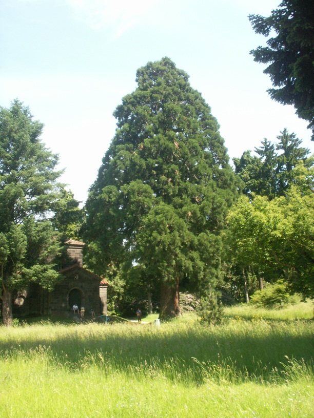 Darmstadt, Darmstadt-Ost, Am Oberfeld, Park Rosenhöhe, Mammutbaum