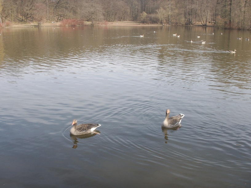 Darmstadt, Darmstadt-Ost, Am Oberfeld, Steinbrücker Teich