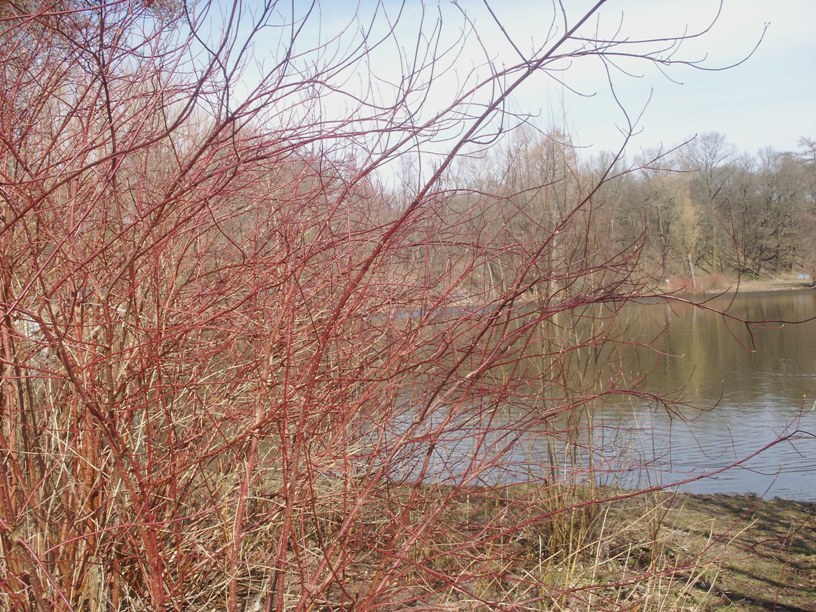 Darmstadt, Darmstadt-Ost, Am Oberfeld, Steinbrücker Teich