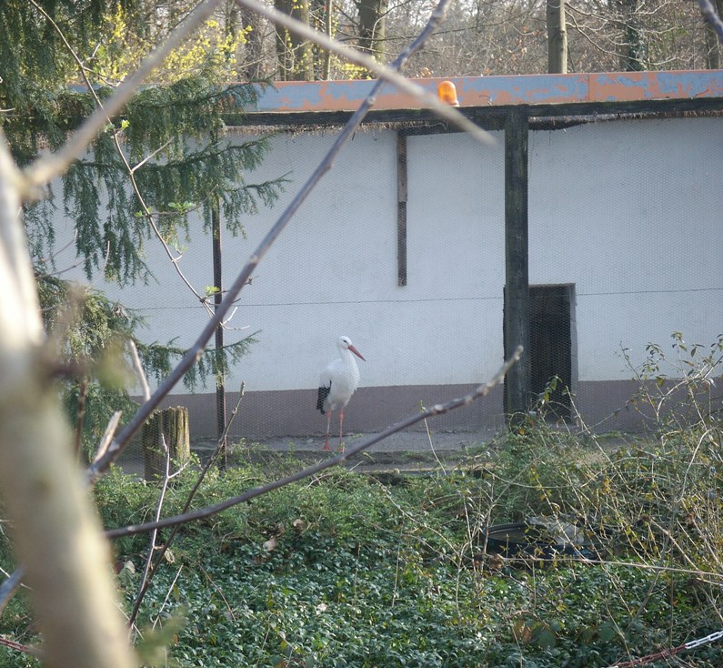 Darmstadt, Darmstadt-West, Heimstättensiedlung, Exo-Kan, Vogelpark, Klausenburger Straße