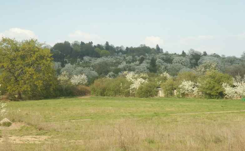 Darmstadt, Eberstadt, Alt-Eberstadt, Streuobstwiesen