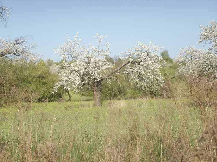 Darmstadt, Eberstadt, Alt-Eberstadt, Streuobstwiesen