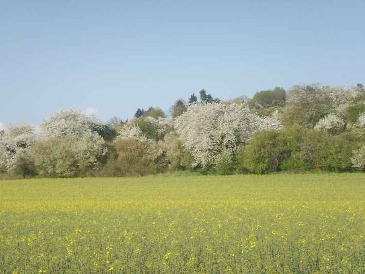 Darmstadt, Eberstadt, Alt-Eberstadt, Streuobstwiesen