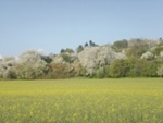 Darmstadt, Eberstadt, Alt-Eberstadt, Streuobstwiesen