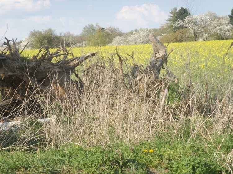 Darmstadt, Eberstadt, Alt-Eberstadt, Streuobstwiesen