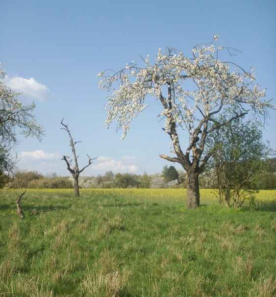 Darmstadt, Eberstadt, Alt-Eberstadt, Streuobstwiesen