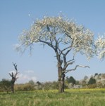 Darmstadt, Eberstadt, Alt-Eberstadt, Streuobstwiesen