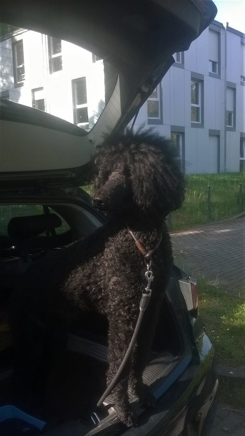 Darmstadt, Ein Hundeleben in Darmstadt, Hundeversicherungen