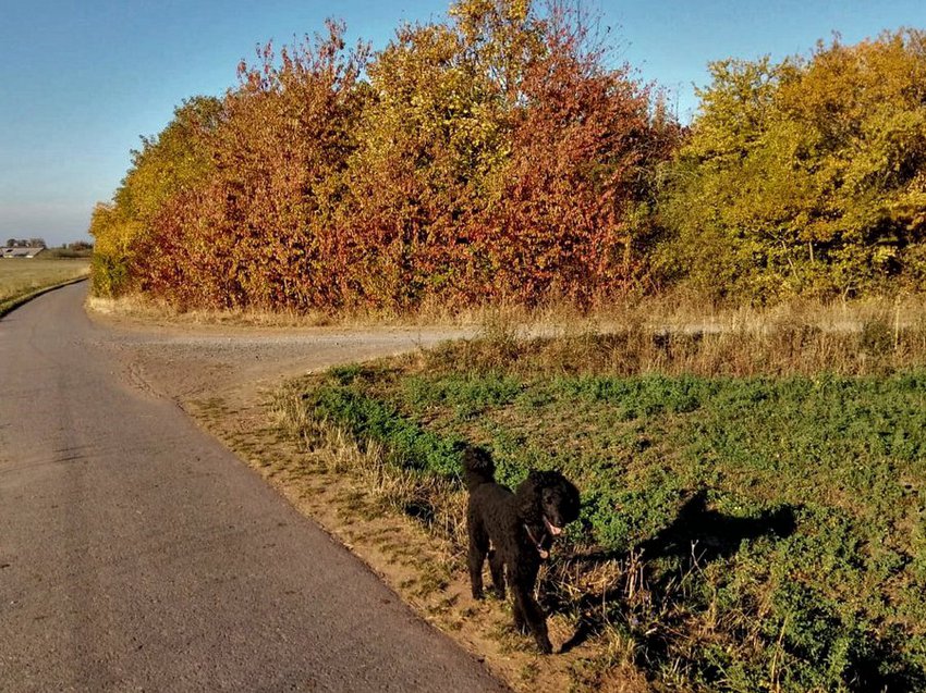 Darmstadt, Ein Hundeleben in Darmstadt, Spaziergang - Oberfeld