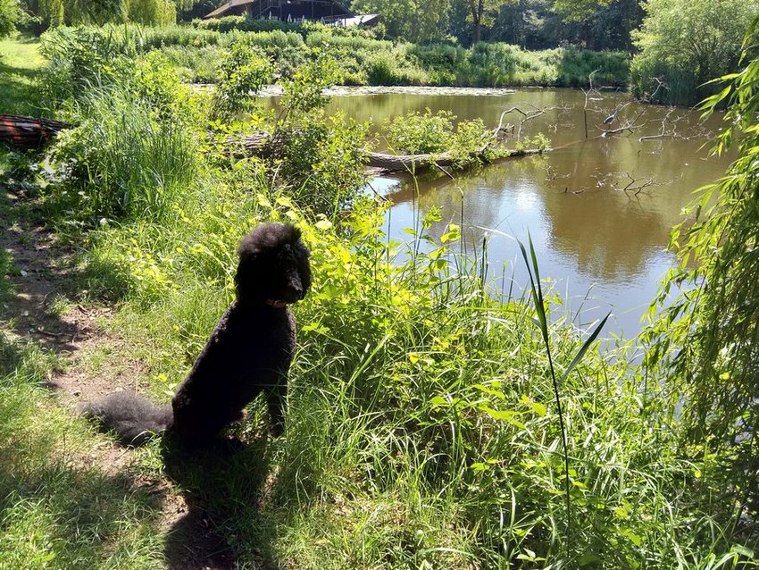 Darmstadt, Ein Hundeleben in Darmstadt, Erste Hilfe am Hund