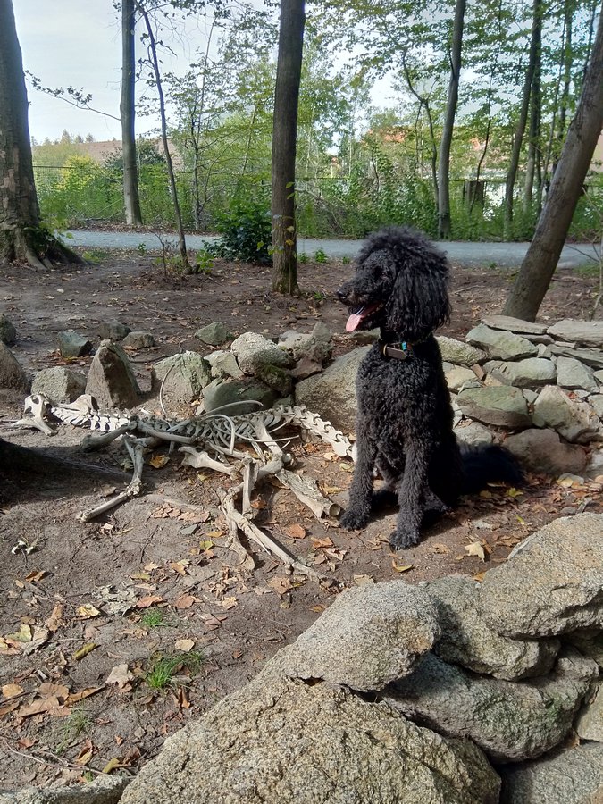 Darmstadt, Ein Hundeleben in Darmstadt, Waldbegegnungen