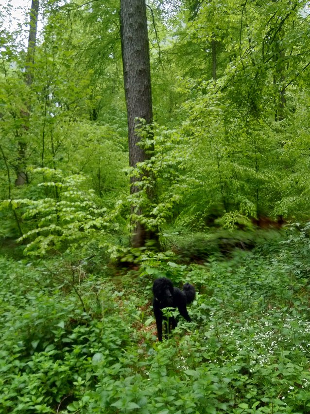 Darmstadt, Ein Hundeleben in Darmstadt - Im Regenwald