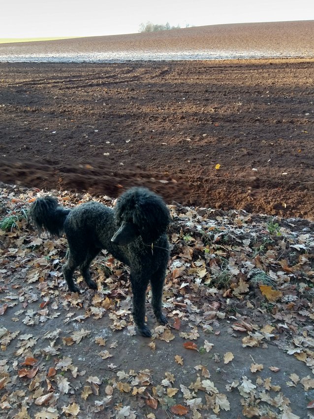 Darmstadt, Ein Hundeleben in Darmstadt - November am Oberfeld