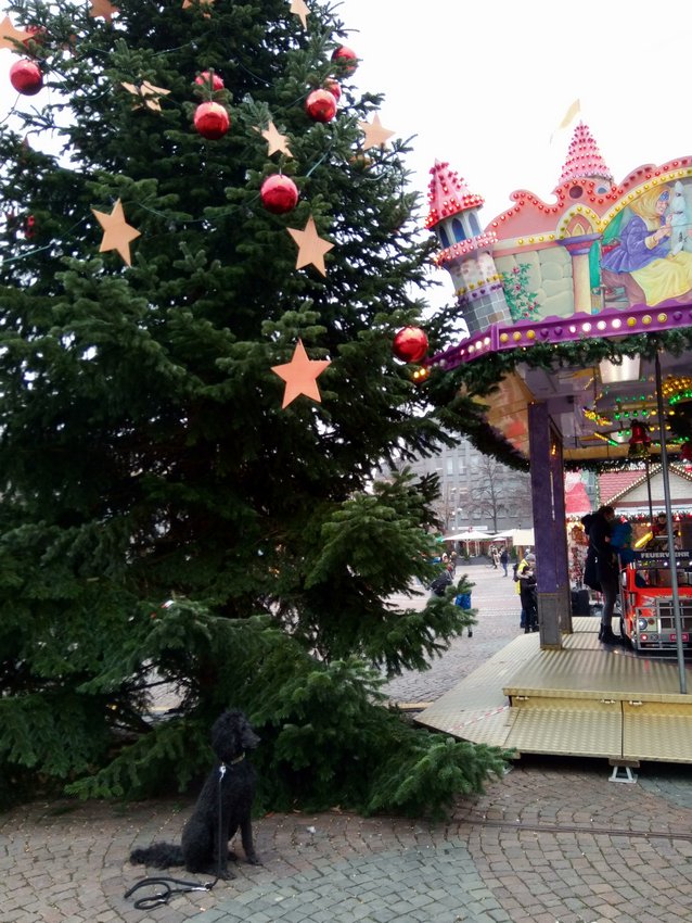 Darmstadt, Ein Hundeleben in Darmstadt - Frohe Weihnachten