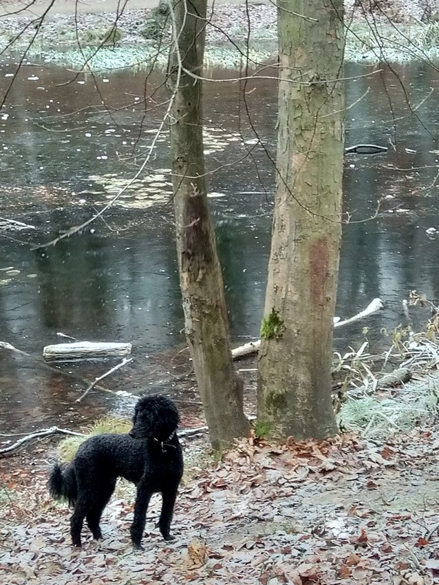 Darmstadt, Ein Hundeleben in Darmstadt - Goetheteich im Winter