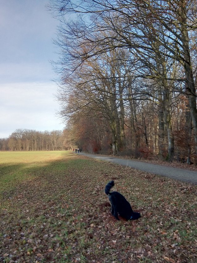 Darmstadt, Ein Hundeleben in Darmstadt - Frühlingsanfang?