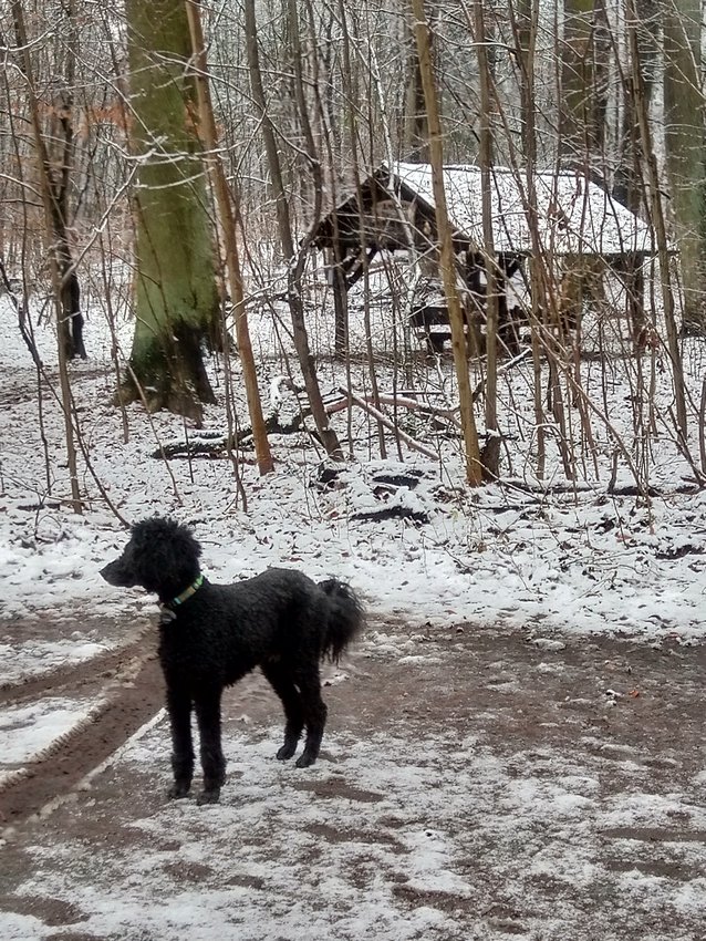 Darmstadt, Ein Hundeleben in Darmstadt - Kommissar Rünz Hütte