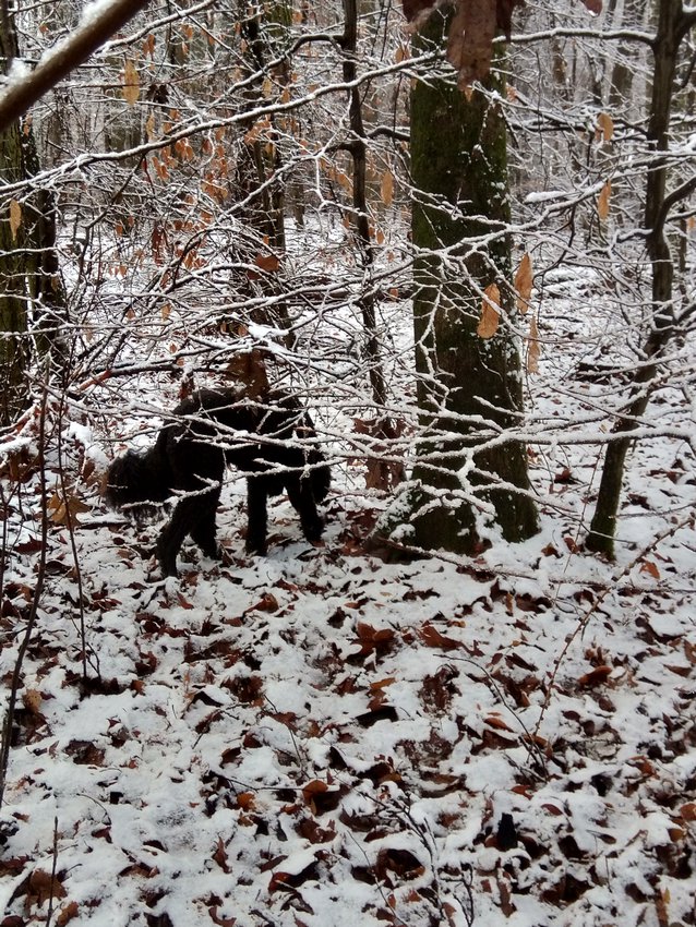 Darmstadt, Ein Hundeleben in Darmstadt - Versteckt...