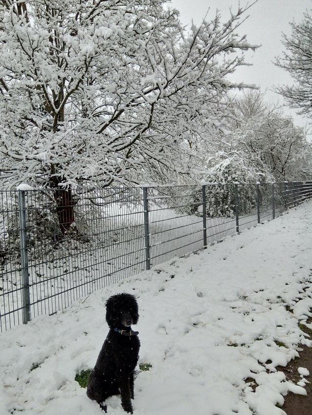 Darmstadt, Ein Hundeleben in Darmstadt - April, April...