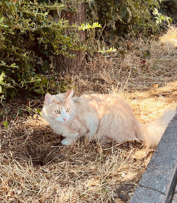 Darmstadt, Ein Hundeleben in Darmstadt - Kater Einstein-Die berühmteste Katze von Darmstadt