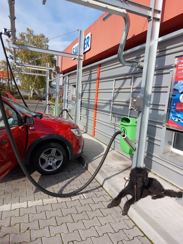 Darmstadt, Ein Hundeleben in Darmstadt - Autowäsche