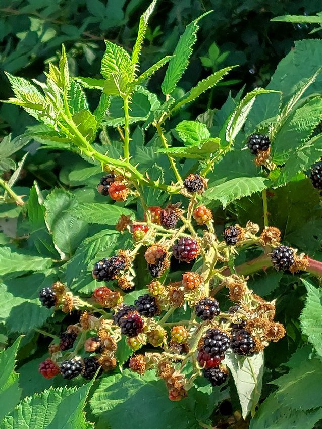 Darmstadt, Ein Hundeleben in Darmstadt - Wilde Brombeeren