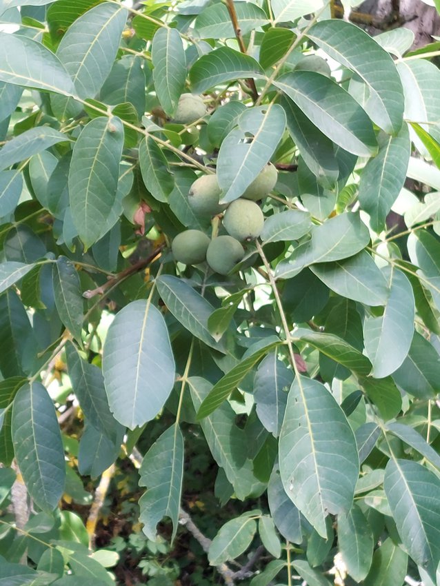 Darmstadt, Ein Hundeleben in Darmstadt - Juglans...Walnüsse