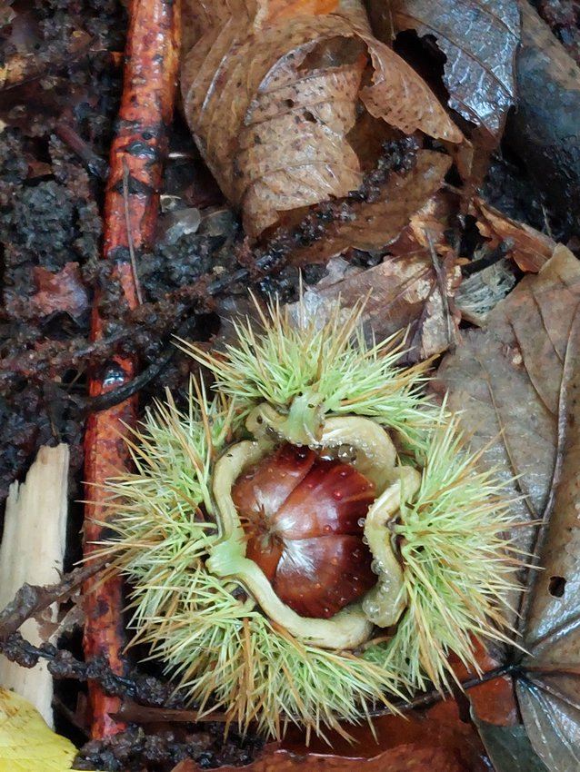 Darmstadt, Ein Hundeleben in Darmstadt - Castanea sativa...Esskastanie