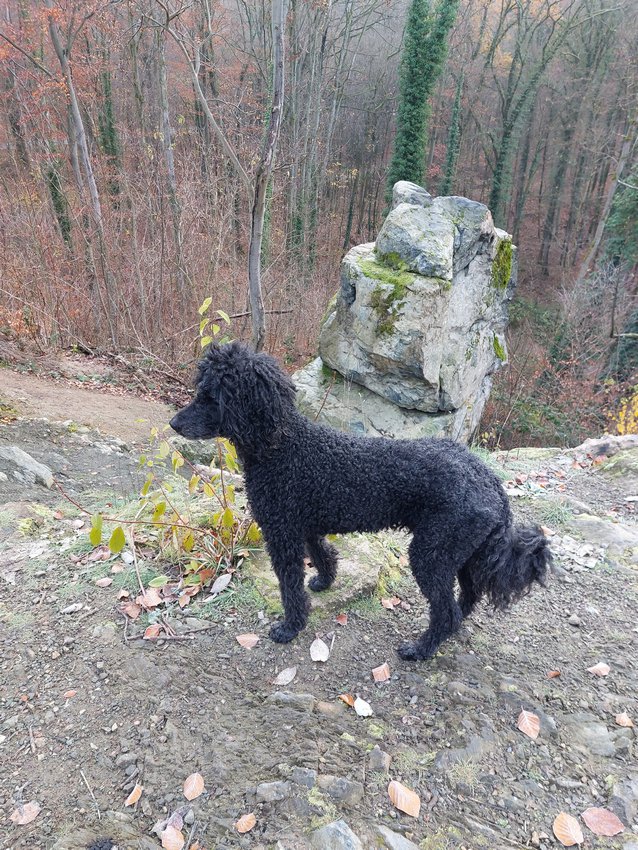 Darmstadt, Ein Hundeleben in Darmstadt - 7-Hügel-Steig, Herrgottsberg