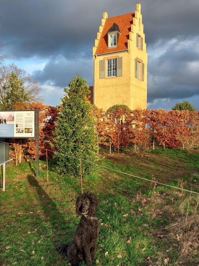 Darmstadt, Ein Hundeleben in Darmstadt - 7-Hügel-Steig, Rosenhöhe