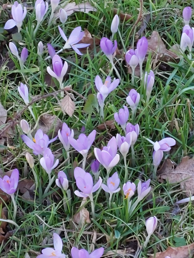 Darmstadt, Ein Hundeleben in Darmstadt - Frühlingsboten