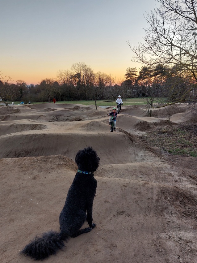 Darmstadt, Ein Hundeleben in Darmstadt - Pumptrack am Rebenweg