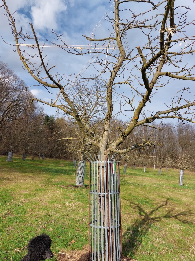 Darmstadt, Ein Hundeleben in Darmstadt - Obstbaumschnitt: Wann, wie und warum überhaupt?