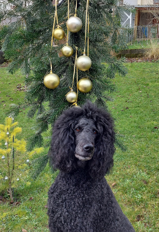 Darmstadt, Ein Hundeleben in Darmstadt - Frohe Weihnachten