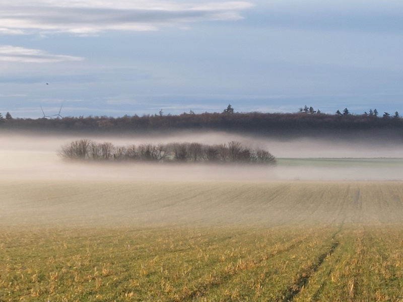 Darmstadt, Ein Hundeleben in Darmstadt - Frühnebel am Oberfeld