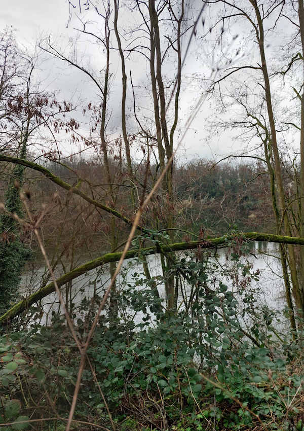 Darmstadt, Ein Hundeleben in Darmstadt - Naturschutzgebiet Bessunger Kiesgrube