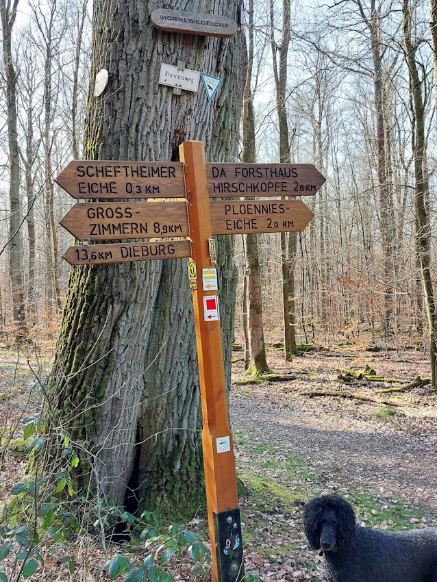 Darmstadt, Ein Hundeleben in Darmstadt - Darmstädter Namensbäume, Morneweg Eiche Darmstadt, Ein Hundeleben in Darmstadt - Darmstädter Namensbäume, Morneweg Eiche