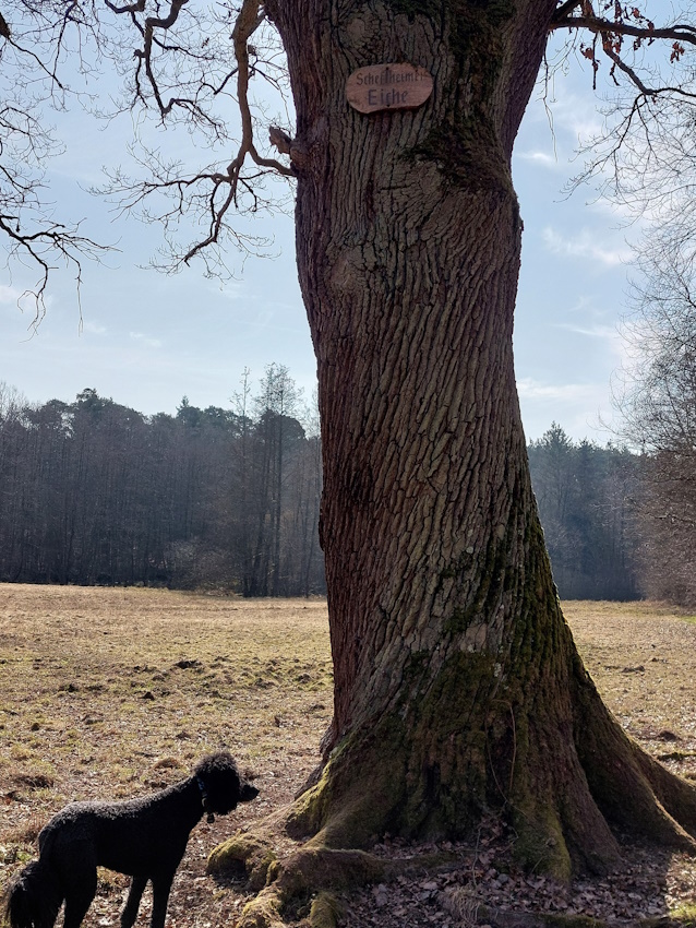 Darmstadt, Ein Hundeleben in Darmstadt - Darmstädter Namensbäume, Scheftsheimer Eiche Darmstadt, Ein Hundeleben in Darmstadt - Darmstädter Namensbäume, Scheftsheimer Eiche