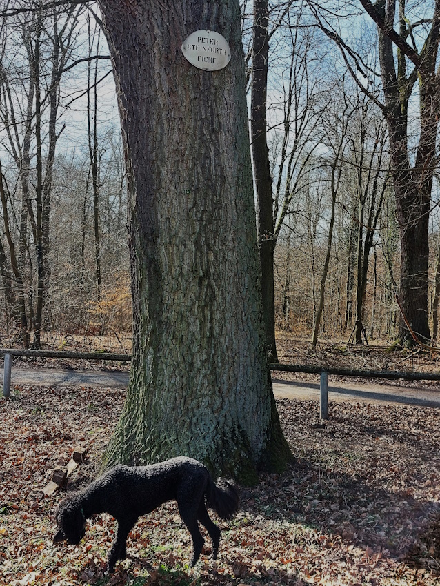 Darmstadt, Ein Hundeleben in Darmstadt - Darmstädter Namensbäume, Steinforth Eiche Darmstadt, Ein Hundeleben in Darmstadt - Darmstädter Namensbäume, Steinforth Eiche