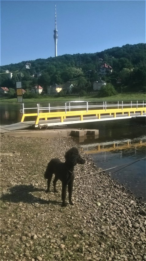 Ein Hundeleben on Tour, Urlaub, Tagesausflüge - Pillnitz / Sachsen