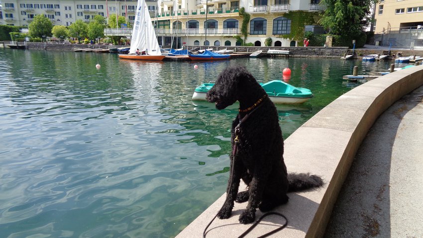 Ein Hundeleben on Tour, Urlaub, Tagesausflüge - 2018 Zell am See/Österreich