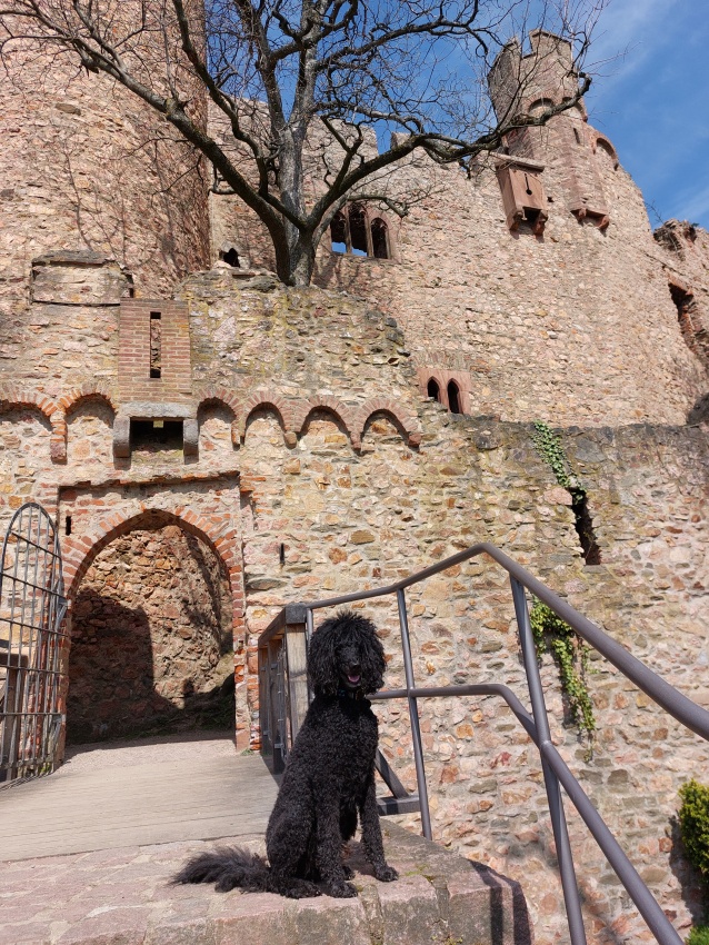 Ein Hundeleben on Tour, Urlaub, Tagesausflüge - Bensheim-Auerbach, Hessen, Schloss Auerbach