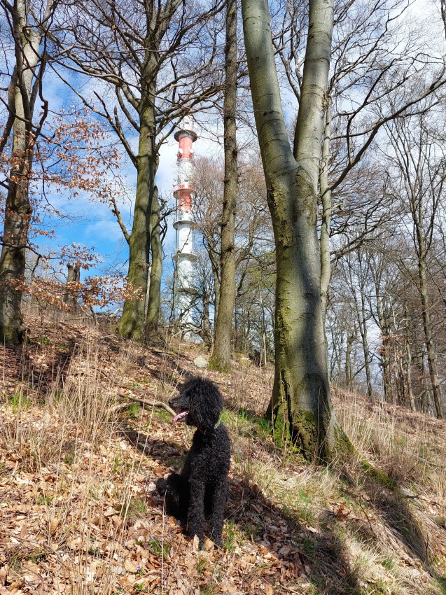 Ein Hundeleben on Tour, Urlaub, Tagesausflüge - Zwingenberg, Hessen, Melibokus