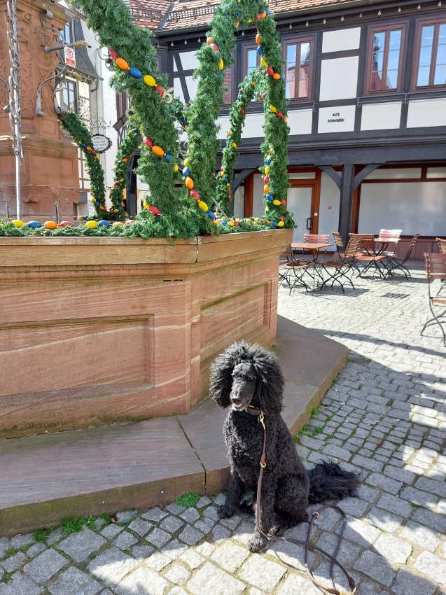 Ein Hundeleben on Tour, Urlaub, Tagesausflüge - Michelstadt, Hessen, Markplatz