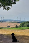 Ein Hundeleben on Tour, Urlaub, Tagesausflüge, Hochstätten/Rheinland-Pfalz, Windpark Hochstätten