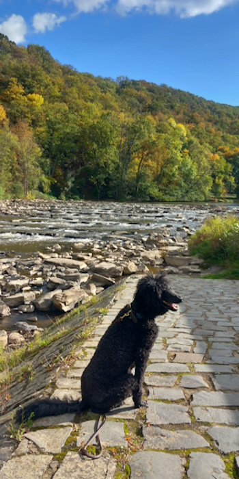 Ein Hundeleben on Tour, Urlaub, Tagesausflüge - Meisenheim/Rheinland-Pfalz