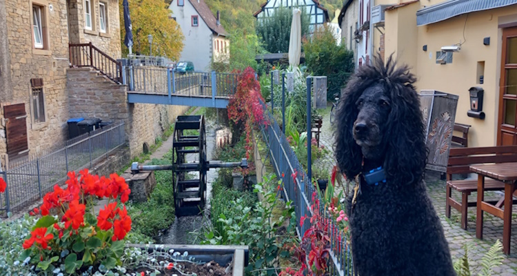 Ein Hundeleben on Tour, Urlaub, Tagesausflüge - Meisenheim/Rheinland-Pfalz, Wasserrad