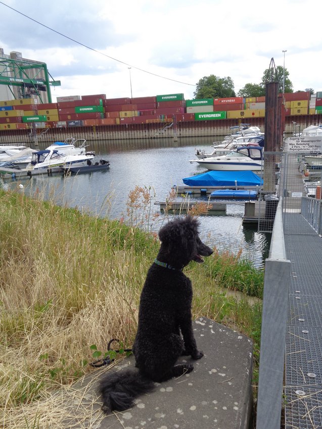 Ein Hundeleben on Tour, Urlaub, Tagesausflüge - Gernsheim/Hessen, Containerhafen