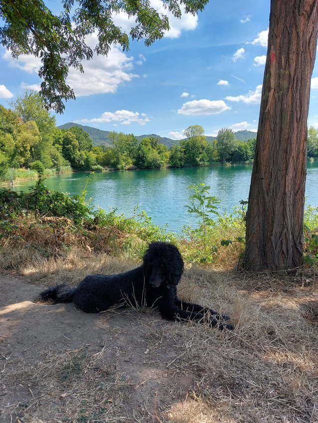 Ein Hundeleben on Tour, Urlaub, Tagesausflüge - Zwingenberg/Hessen, Niederwaldsee